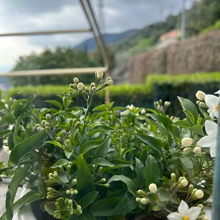 Casa Lella * Recco